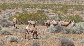 Ewes of bighorn sheep graze on sagebrush at Valley of Fire State Park near Overton, Nevada.