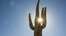 The sun shines behind a saguaro cactus in Phoenix.