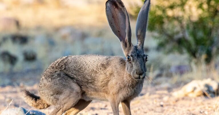 Disease affecting Arizona rabbits makes its return