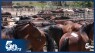 Pro animal athletes at Pikes Peak or Bust Rodeo fueled by 70,000 pounds of feed and custom diets