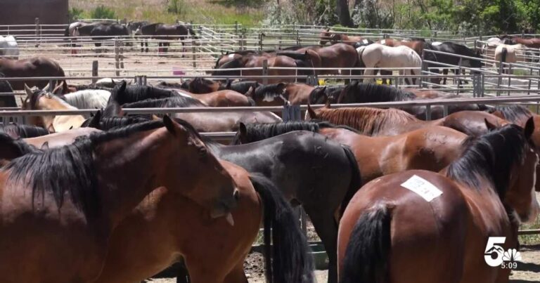 Pro animal athletes at Pikes Peak or Bust Rodeo fueled by 70,000 pounds of feed and custom diets
