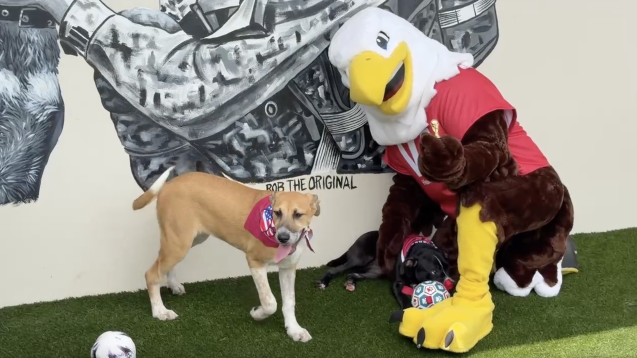 West Palm Beach VA healthcare system Big Dog Ranch Rescue puppy world cup veteran care July 17 2026.png