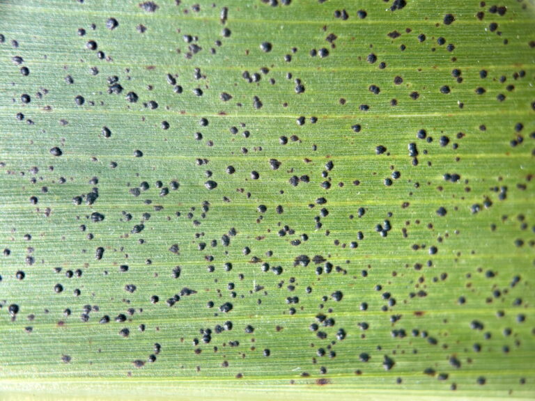 Tar spot: A new corn disease to watch in Richland County Tar spot: A new corn disease to watch in Richland County