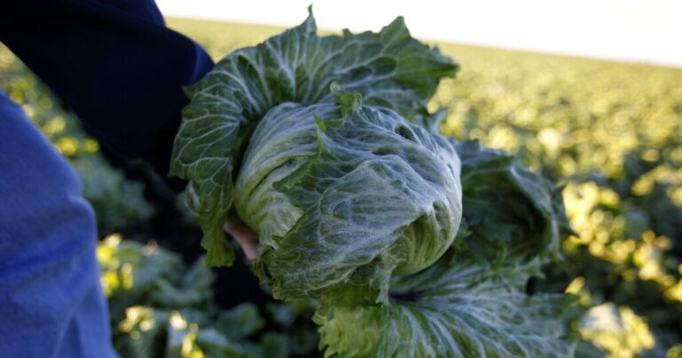 CDC links Taco Bell lettuce supplier to massive cyclospora outbreak CDC links Taco Bell lettuce supplier to massive cyclospora outbreak