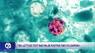 FDA said Taylor Farms lettuce sample tested for cyclospora came back false positive