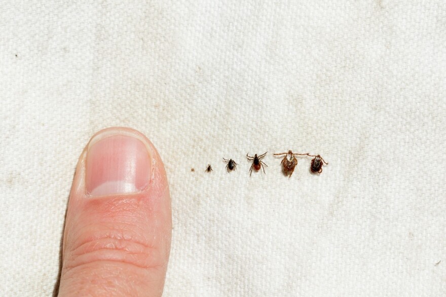 From left to right are the blacklegged tick (deer tick) larva, nymph, adult male, and adult female followed by the American dog tick (wood tick) adult female and adult male.