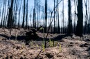 Plants emerge in a burned wooded area 10 days after the Flanders Fire along County Highway 11 on May 26, 2026, in Crosby.