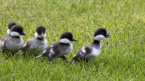 Common Goldeneye ducklings make their way to water on June 17, 2023.