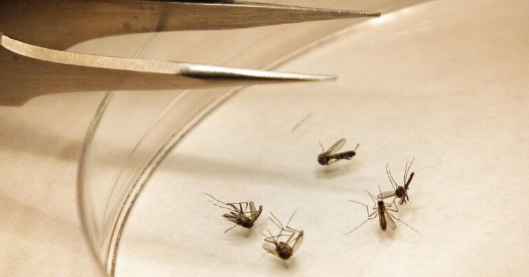 West Nile virus showing up earlier could mean a severe season for the illness West Nile virus showing up earlier could mean a severe season for the illness