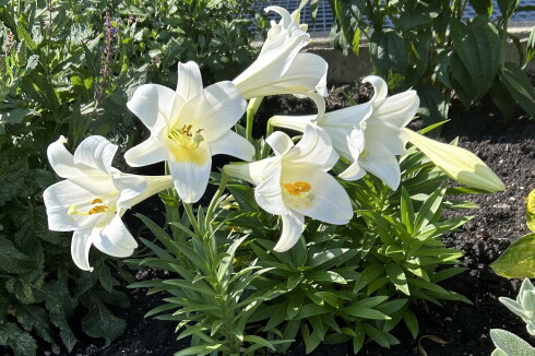 Easter Lily July 2026.jpeg