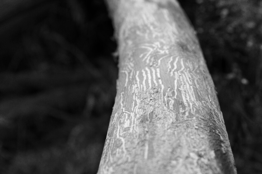 Dutch Elm Disease