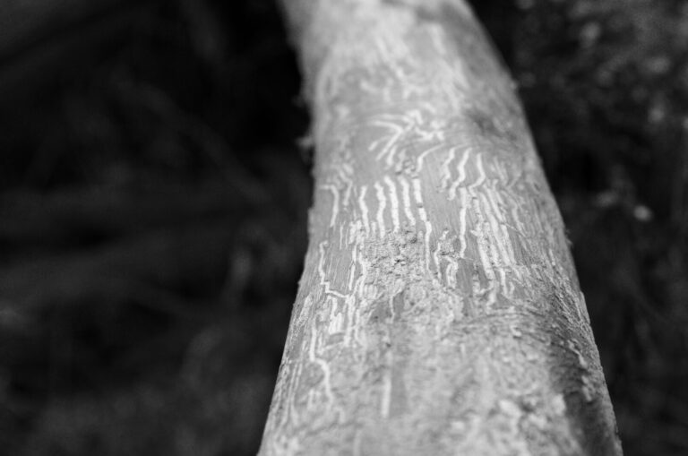 Bygones: Dutch elm disease struck Duluth 50 years ago Bygones: Dutch elm disease struck Duluth 50 years ago