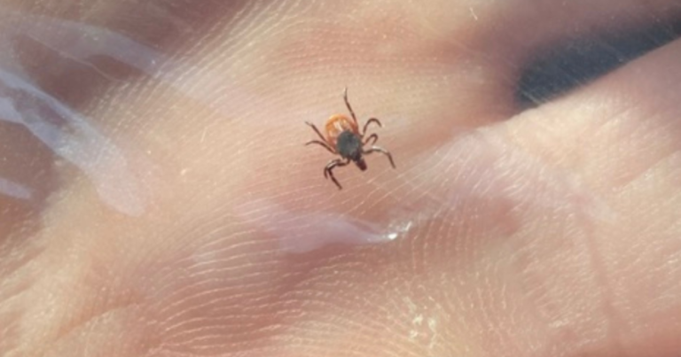 Beyond deer ticks and Lyme disease: Rare illnesses and tick biodiversity Beyond deer ticks and Lyme disease: Rare illnesses and tick biodiversity
