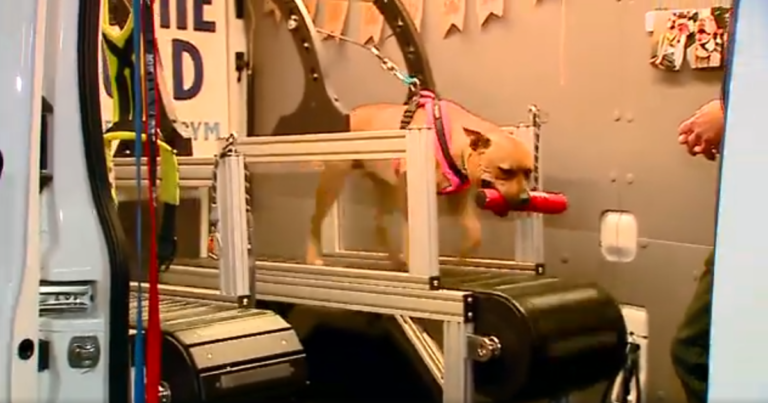 Mobile, climate‑controlled dog gym offers safe exercise during extreme heat