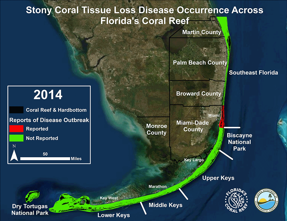 Graphic of the progression of Stony Coral Tissue Loss Disease