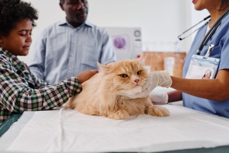 Q&A: SGLT2 inhibitors in feline diabetes and what to know about blood ketones, DKA, diet, and monitoring Q&A: SGLT2 inhibitors in feline diabetes and what to know about blood ketones, DKA, diet, and monitoring