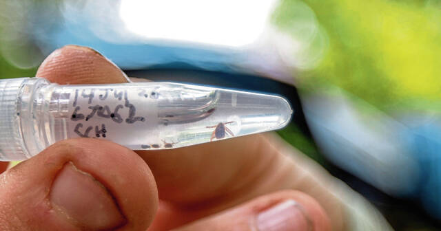 Pa. Lyme disease cases near historic highs in Allegheny, Westmoreland counties Pa. Lyme disease cases near historic highs in Allegheny, Westmoreland counties