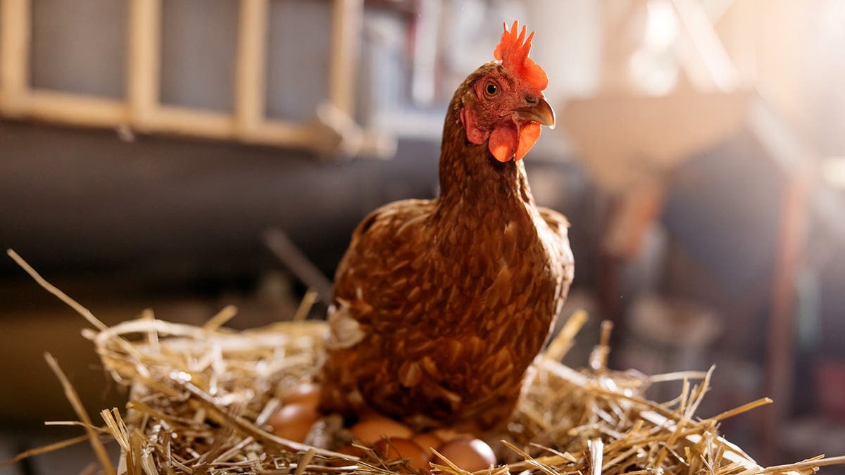 A chicken sits on eggs.