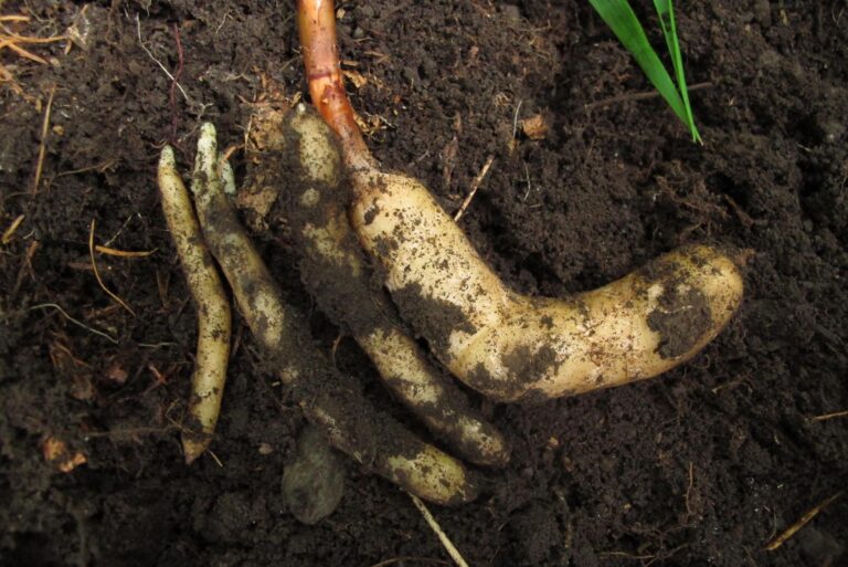 Researchers in Korea find herbal extract that blocks obesity-linked diabetes Researchers in Korea find herbal extract that blocks obesity-linked diabetes