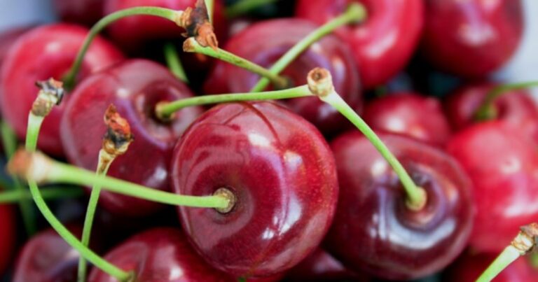Tart cherry and exercise: Study sheds light on mechanisms of action Tart cherry and exercise: Study sheds light on mechanisms of action