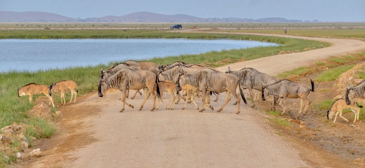 High Court blocks Kajiado County from taking over Amboseli National Park