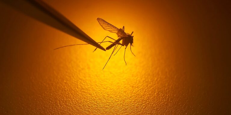 West Nile virus found in Mecklenburg County mosquitoes: How to protect yourself West Nile virus found in Mecklenburg County mosquitoes: How to protect yourself