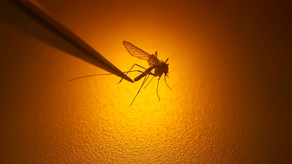 File - In this Aug. 26, 2019, file photo, Salt Lake City Mosquito Abatement District biologist...
