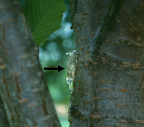 Close-up of tree trunk with sticky, amber-colored sap oozing from a wound, indicated by a black arrow; green leaves and blurry background visible.