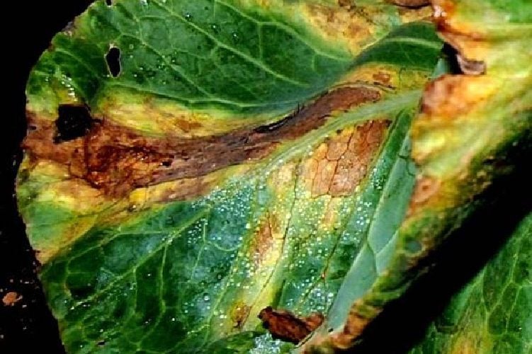 Close-up of a cabbage leaf with yellowing, brown patches, and visible water droplets, showing signs of disease or decay.