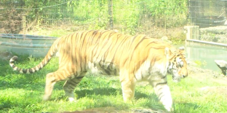 Montgomery Zoo’s Bengal Tigers begin treatment for chronic kidney disease