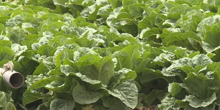Food recalls spark concern, but experts say healthy foods still safe