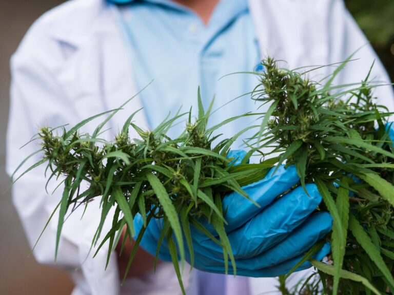 What Is THCV? The Truth About “Diet Weed,” Energy, and Getting High What Is THCV? The Truth About "Diet Weed," Energy, and Getting High