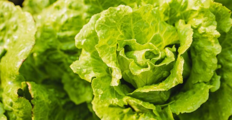 So is the lettuce bad or not? So is the lettuce bad or not?