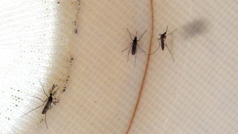 Antelope Valley resident infected with West Nile virus, first human case in LA County for 2026 Antelope Valley resident infected with West Nile virus, first human case in LA County for 2026