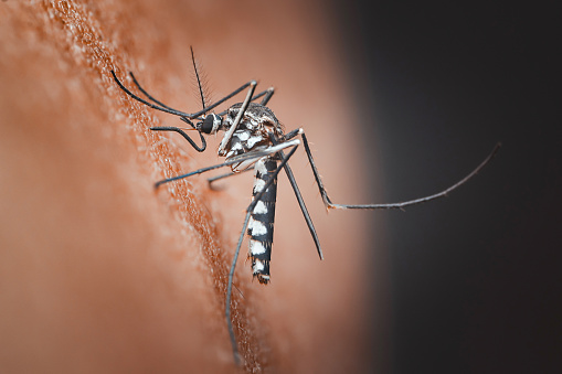 West Nile Virus detected in Lake County mosquitoes West Nile Virus detected in Lake County mosquitoes