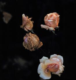 Four roses at different stages of blooming and decay against a black background.