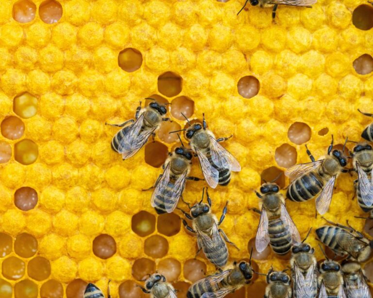 Probiotic diet could boost honeybee resilience in a changing climate Probiotic diet could boost honeybee resilience in a changing climate