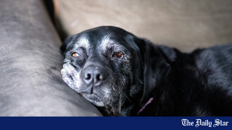 Is your pet over 10? These care tips could save their life Is your pet over 10? These care tips could save their life