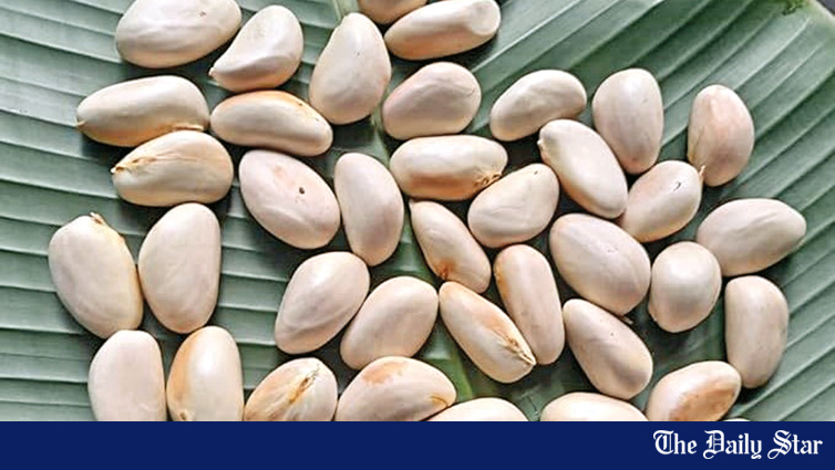 GAU finds way to boost jackfruit seed nutrition GAU finds way to boost jackfruit seed nutrition