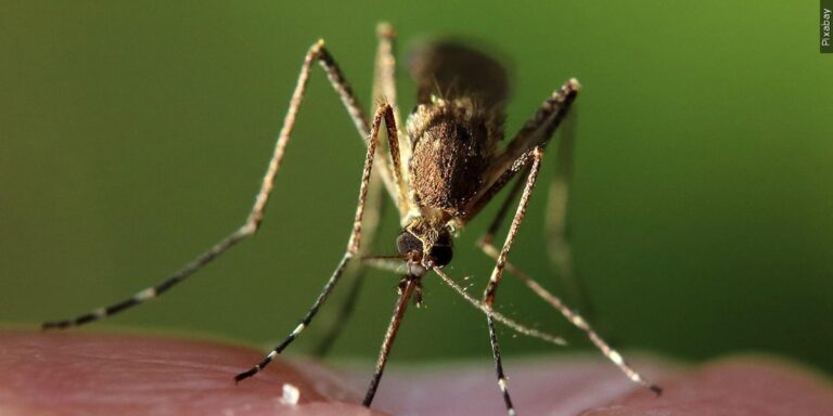 West Nile virus detected in mosquitoes near Twin Falls