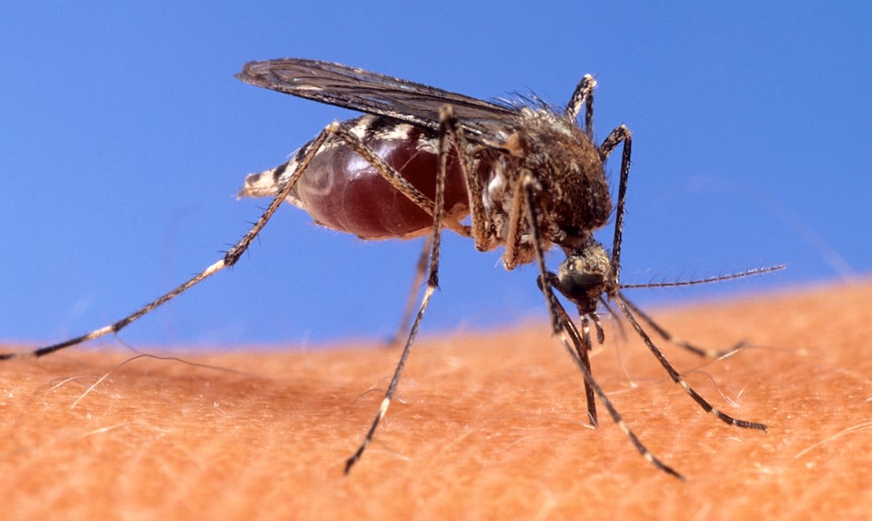 FILE - In this image provided by the USDA Agricultural Research Service, a mosquito stands...