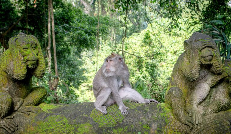 US declines to protect endangered monkeys used in medical research US declines to protect endangered monkeys used in medical research
