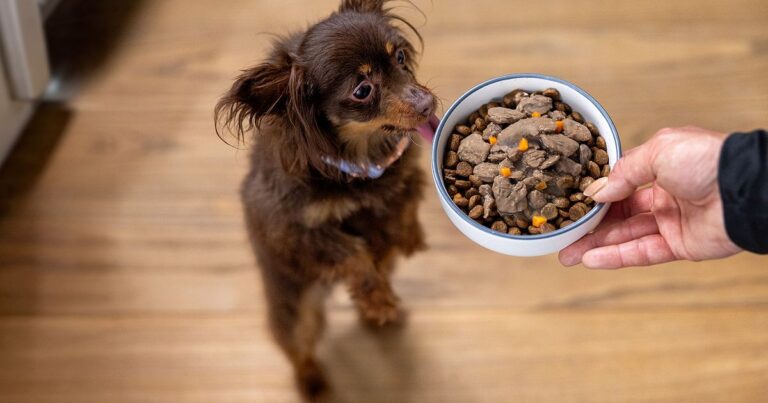 Hill’s Pet Nutrition launches Try Again Hill’s Pet Nutrition launches Try Again