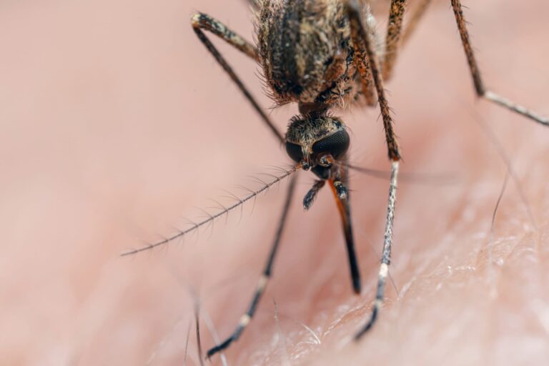 The One Health Framework in Ophthalmology: Lessons Learned From West Nile Virus