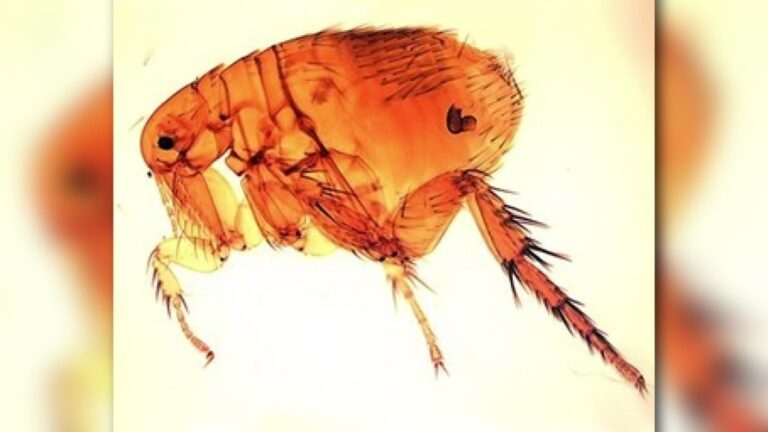 Health officials warn residents after flea-borne typhus outbreak in Pico Health officials warn residents after flea-borne typhus outbreak in Pico