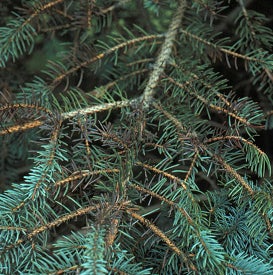Close-up of fir tree branches affected by needle loss and browning, showing sparse needles and some healthy green needles remaining.
