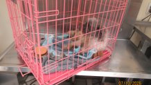 A dog rests in a crate after, officials say, it was abandoned at a PSPCA shelter in North Philly on Monday.