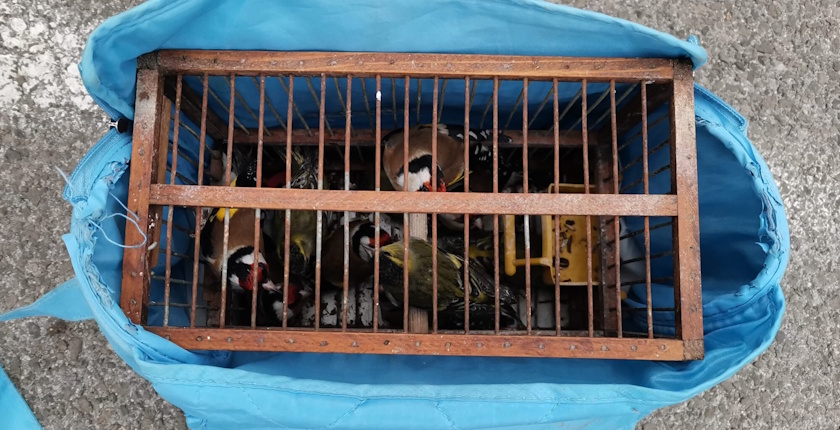 Serbia records 1,647 cases of illegal activities involving wild birds from 2017 to 2023