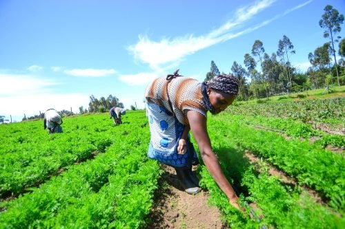 Farmer harvests fresh vegetables.