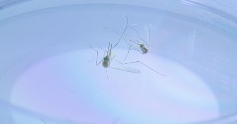 What to Know About West Nile Virus